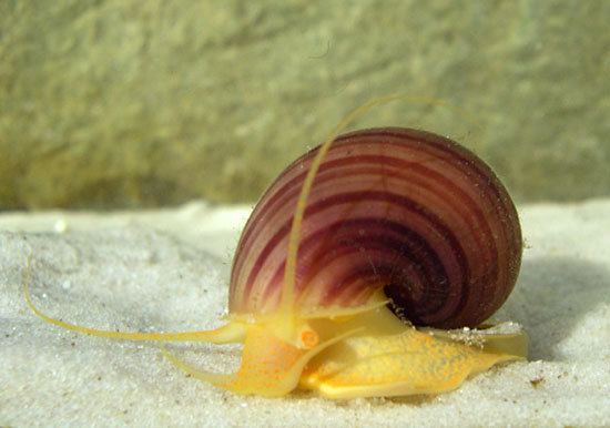Freshwater snail freshwater snail gastropod Britannicacom