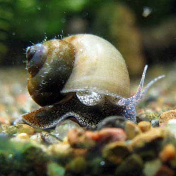 Freshwater snail AQUAGREEN Fact Sheet