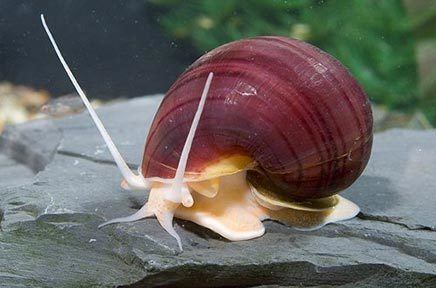 Freshwater snail Freshwater Aquarium Snails Pests or Pets Home Aquaria
