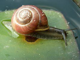 Freshwater snail imgawsehowcdncom615x200cmecmepublicimages