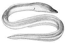 Freshwater snake-eel httpsuploadwikimediaorgwikipediacommonsthu