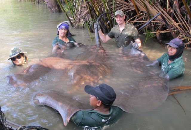 Freshwater whipray Species hunters Pictures