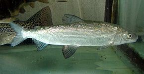 Freshwater whitefish httpsuploadwikimediaorgwikipediacommonsthu