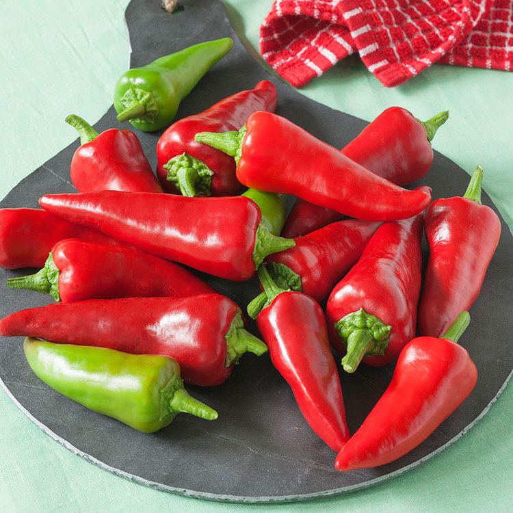 'Fresno Chili' pepper Flaming Flare Fresno Chili Pepper Ideal for Chili Sauce