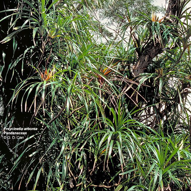 Freycinetia arborea Hawaiian Native Plants UH Botany
