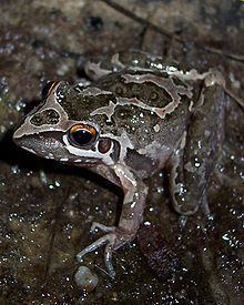 Freycinet's frog httpsuploadwikimediaorgwikipediacommonsthu