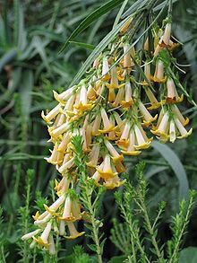 Freylinia lanceolata httpsuploadwikimediaorgwikipediacommonsthu