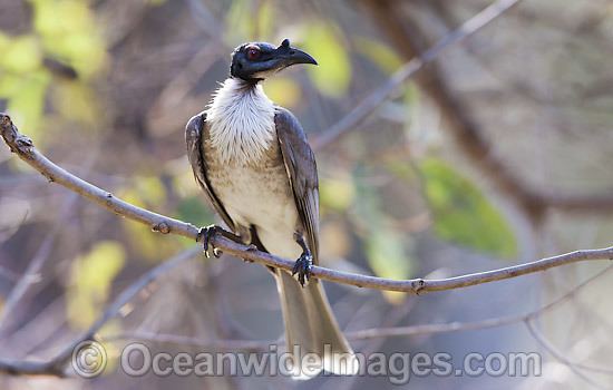 Friarbird Friarbirds Photos Pictures amp Images