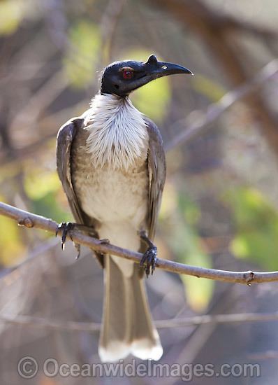 Friarbird Friarbirds Photos Pictures amp Images