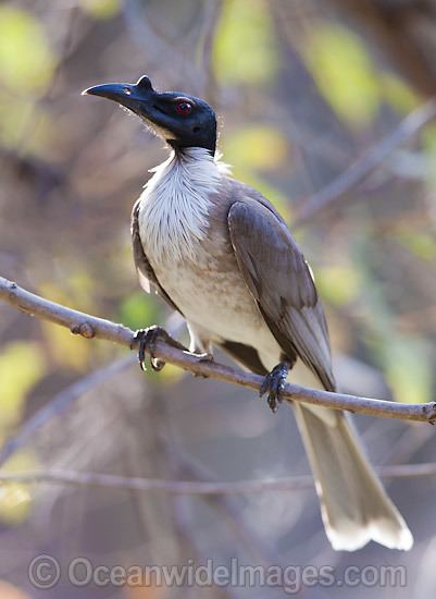 Friarbird animalialifeclubdataimagesnoisyfriarbirdnoi