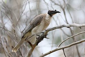 Friarbird Noisy friarbird Wikipedia