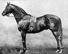 Friar's Balsam (horse) httpsuploadwikimediaorgwikipediacommonsthu