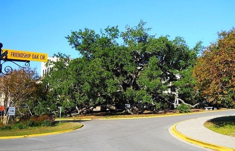 Friendship Oak (Long Beach, Mississippi)