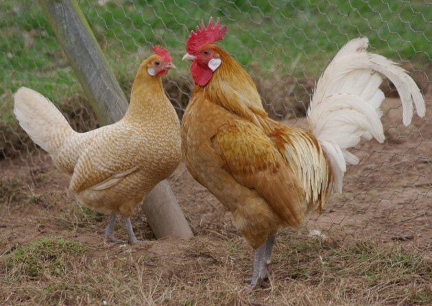 Friesian chicken Friesian Chickens Combwell Priory Farming Chickens Hay Mulch