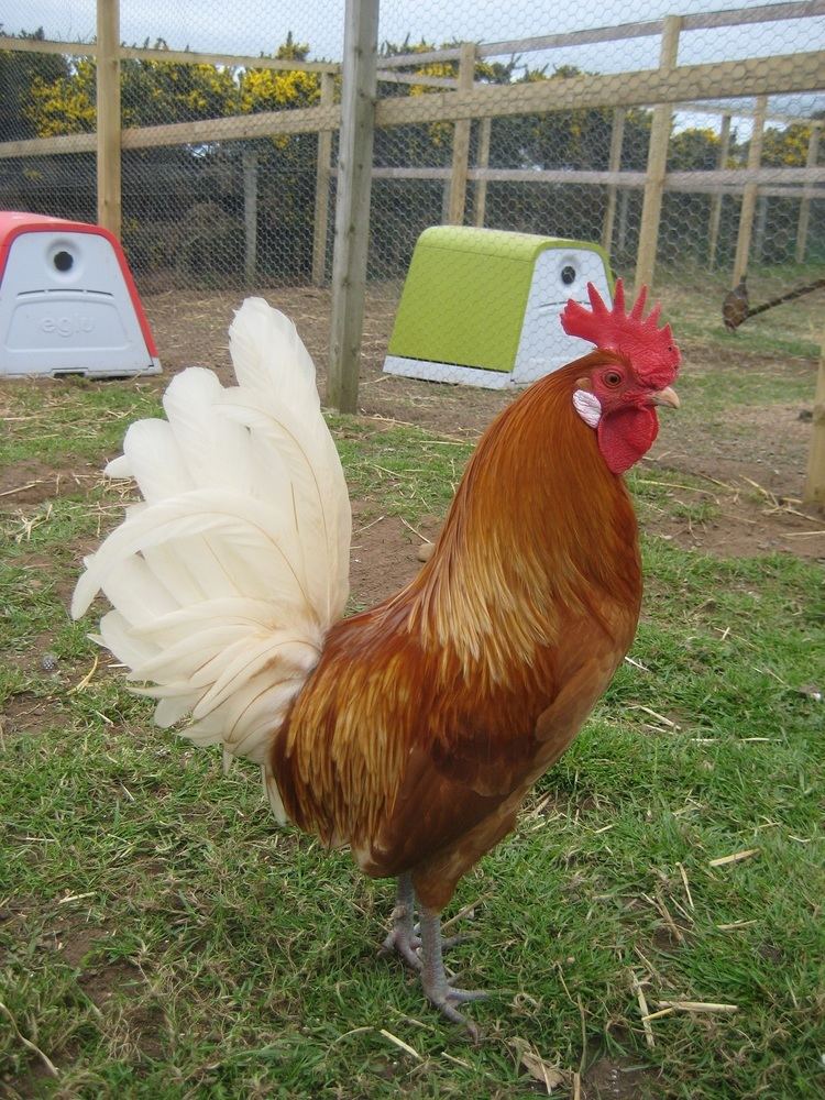 Friesian chicken Friesian For Sale Chickens Breed Information Omlet