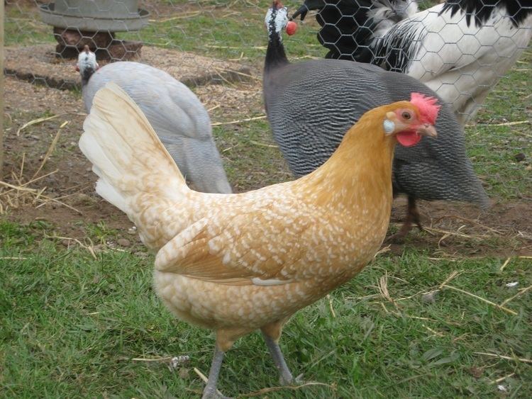 Friesian chicken httpswwwomletusimagesoriginalsfriesianchi