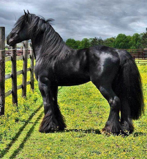 Friesian horse originating in Friesland, in Netherlands - landshipping