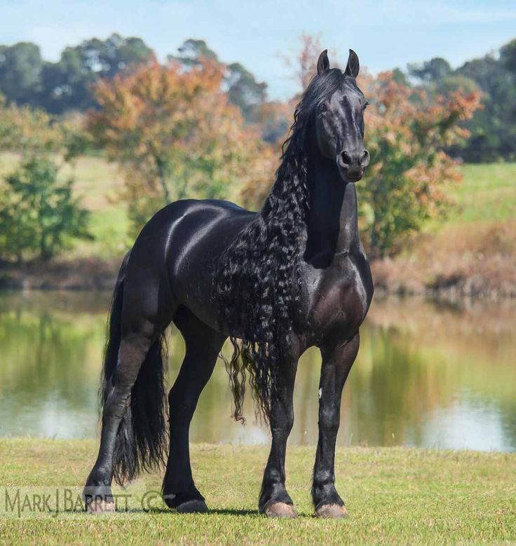 Friesian Horse Everything You Need To Know With Photos Videos