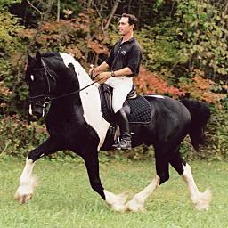 Friesian Sporthorse Friesian Sporthorse Association the official registry of the