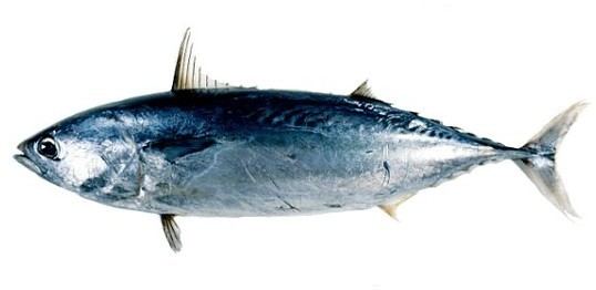 Frigate tuna mitofishaoriutokyoacjpimagesfishesAuxisth