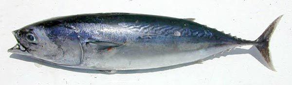 Frigate tuna Frigate Tuna fish pictures and species identification