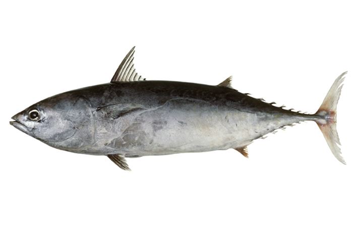 Frigate tuna Auxis thazard