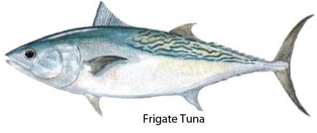Frigate tuna Frigate Tuna