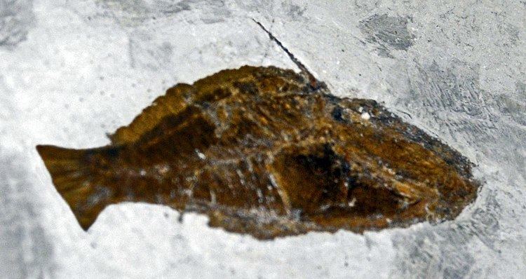 Frigocanthus