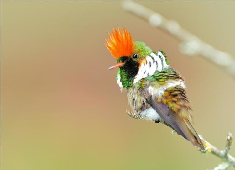 Frilled coquette Frilled Coquette Lophornis magnificus A male resting on perch