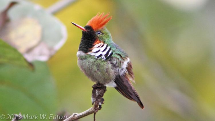 Frilled coquette Photography by Mark Eaton SE Brazil OctoberNovember 2013