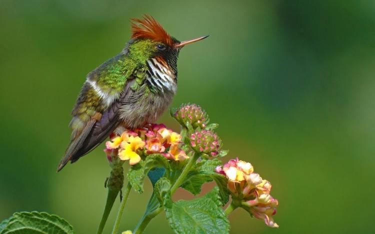 Frilled coquette Frilled Coquette Lophornis magnificus videos photos and sound