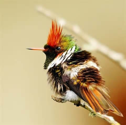 Frilled coquette Frilled coquette