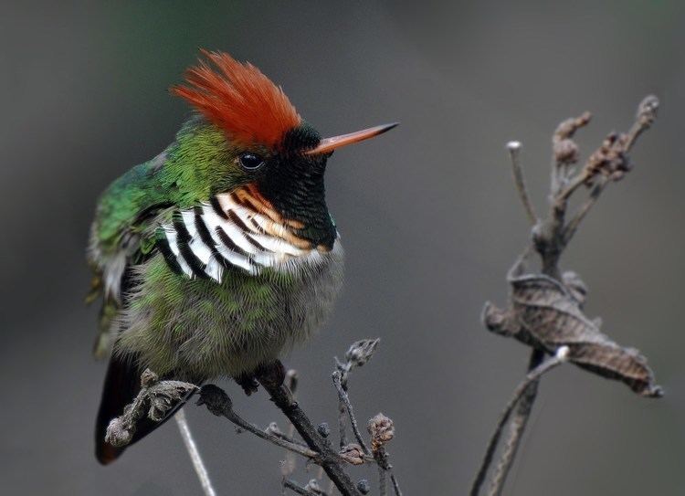 Frilled coquette Lophornis magnificus YouTube
