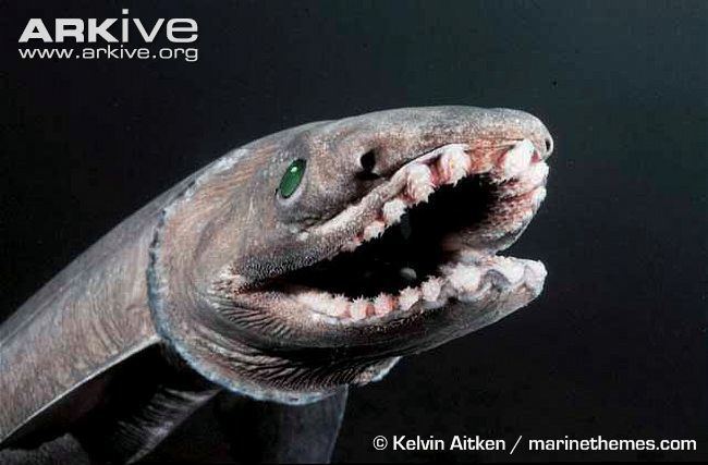Frilled shark Frilled shark videos photos and facts Chlamydoselachus anguineus