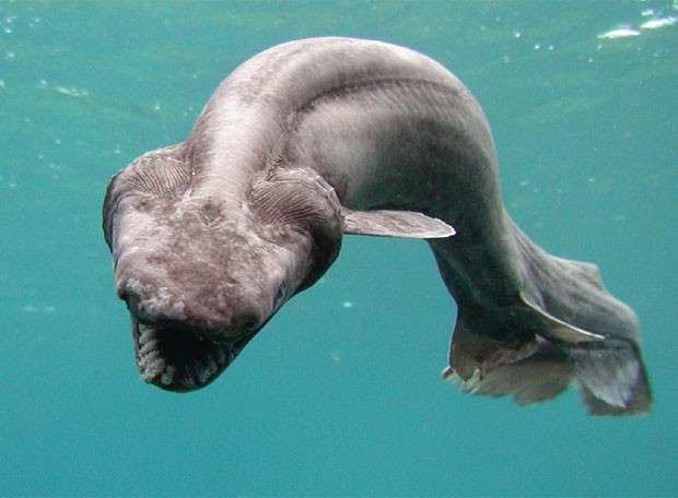 Frilled shark imagesmentalflosscomsitesdefaultfilesstyles