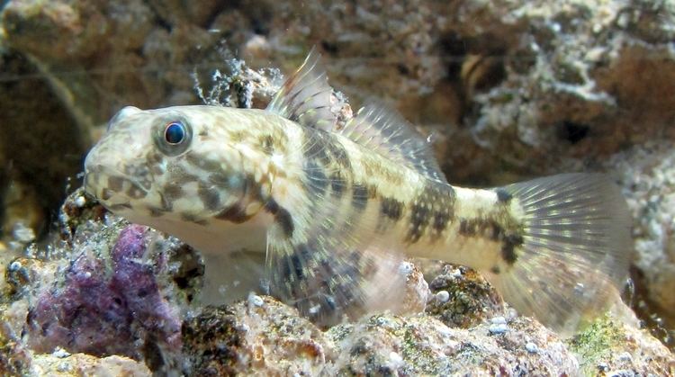 Frillfin goby Frillfin goby Wikiwand