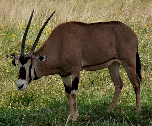 Fringe-eared oryx farm5staticflickrcom41204849184218422d063eb5jpg