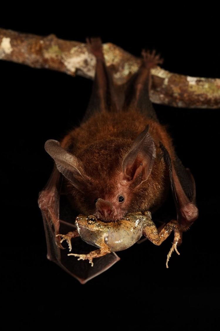 Fringe-lipped bat The Fringelipped Bat Trachops cirrhosus is an opportunistic