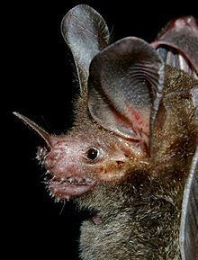 Fringe-lipped bat httpsuploadwikimediaorgwikipediacommonsthu