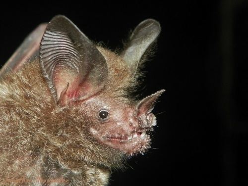 Fringe-lipped bat fringelipped bat Trachops cirrhosus iNaturalistorg