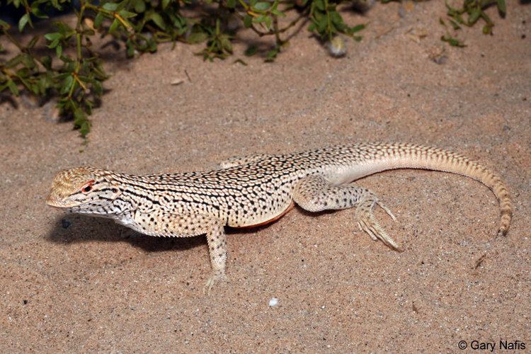 Fringe-toed lizard Colorado Desert Fringetoed Lizard Uma notata