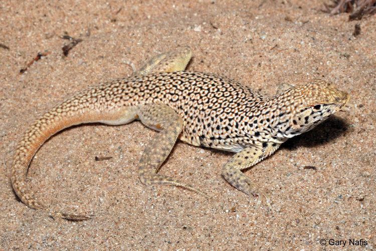 Fringe-toed lizard Mohave Fringetoed Lizard Uma scoparia