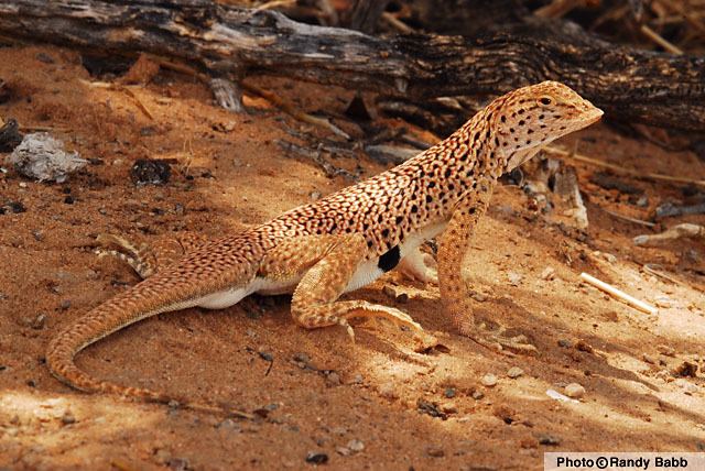 Fringe-toed lizard Mohave Fringetoed Lizard Uma scoparia Reptiles of Arizona