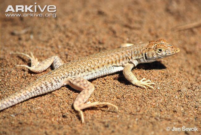 Fringe-toed lizard Bosk39s fringetoed lizard videos photos and facts Acanthodactylus