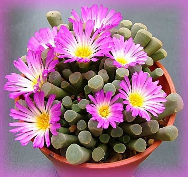 Frithia February Plant of the Month 2006 Frithia pulchra CactiGuidecom