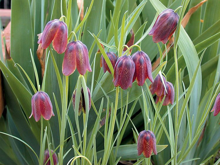 Fritillaria wwwpacifichorticultureorgwpcontentuploads201