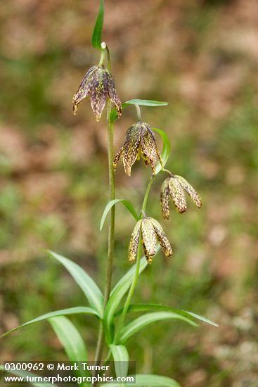 Fritillaria affinis Fritillaria affinis mission bells Wildflowers of the Pacific