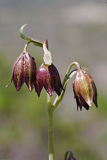 Fritillaria biflora httpsuploadwikimediaorgwikipediacommonsthu