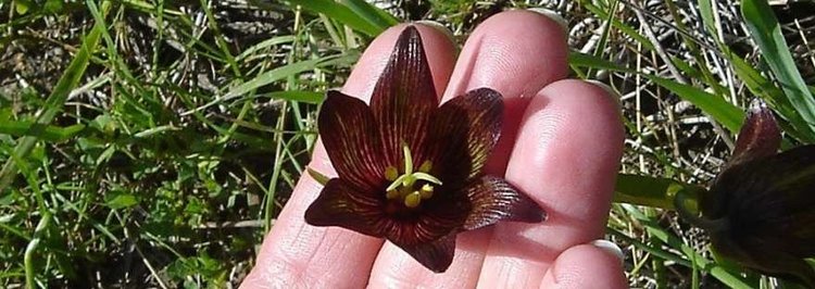 Fritillaria biflora California Chocolate Lily Fritillaria biflora
