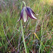 Fritillaria biflora var. ineziana httpsuploadwikimediaorgwikipediacommonsthu